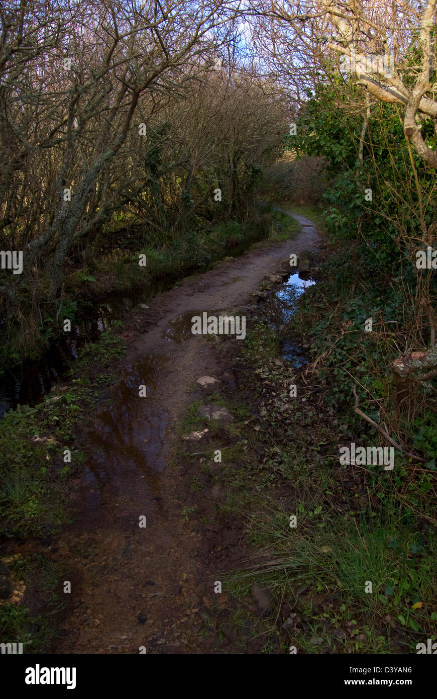Blick in Marazion marsh Stockfoto
