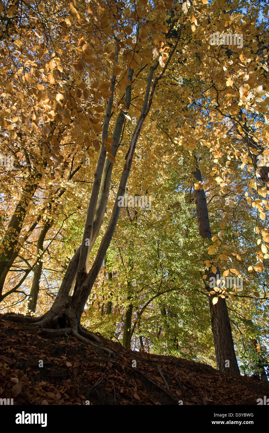 Waldgebiet mit Herbst Darstellung von atemberaubende saisonale Farbe Shropshire Covert Cannock Chase Area of Außergewähnliche Natural Beauty in St. Stockfoto