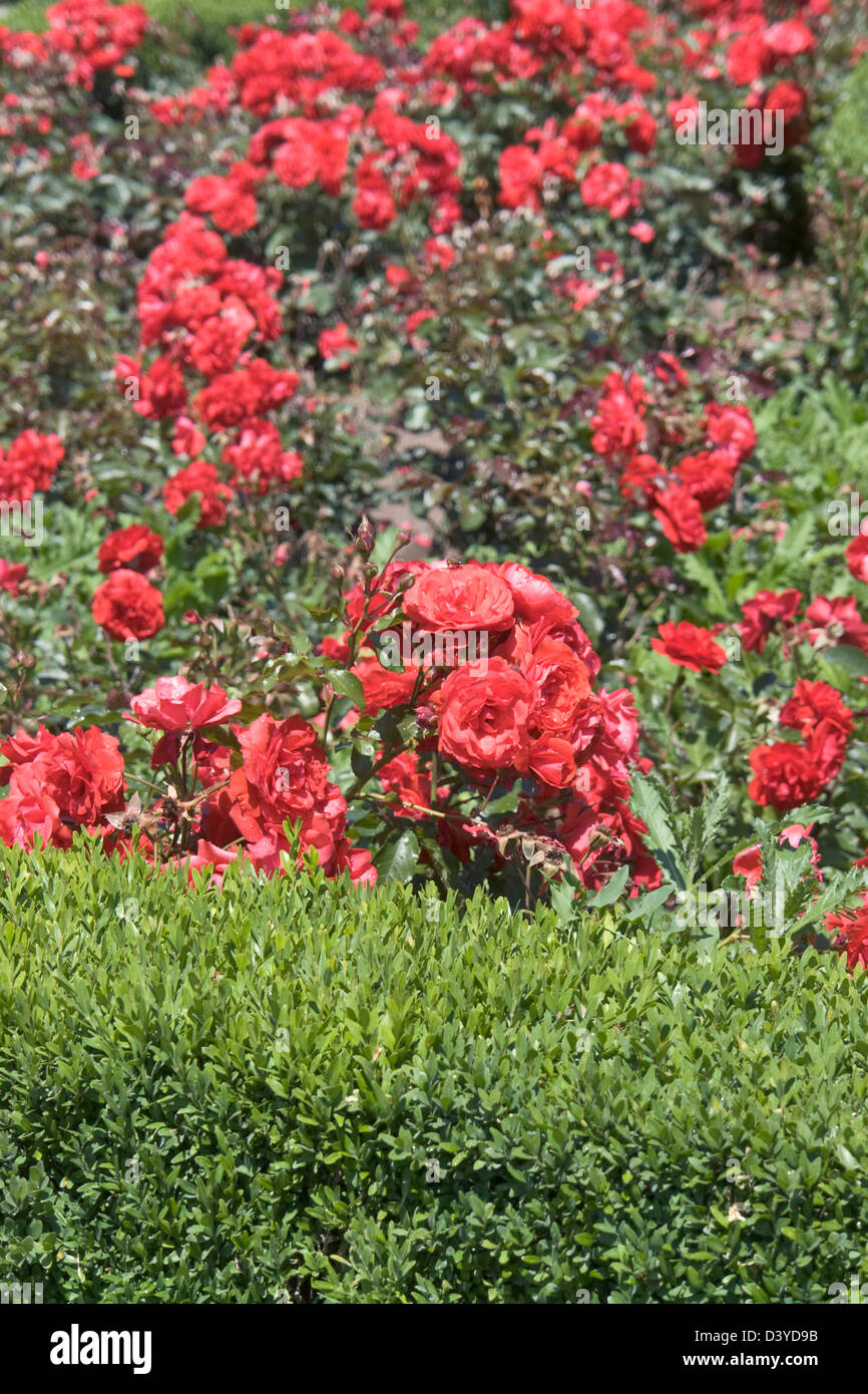 Rote Rosen in einem öffentlichen Garten Stockfoto