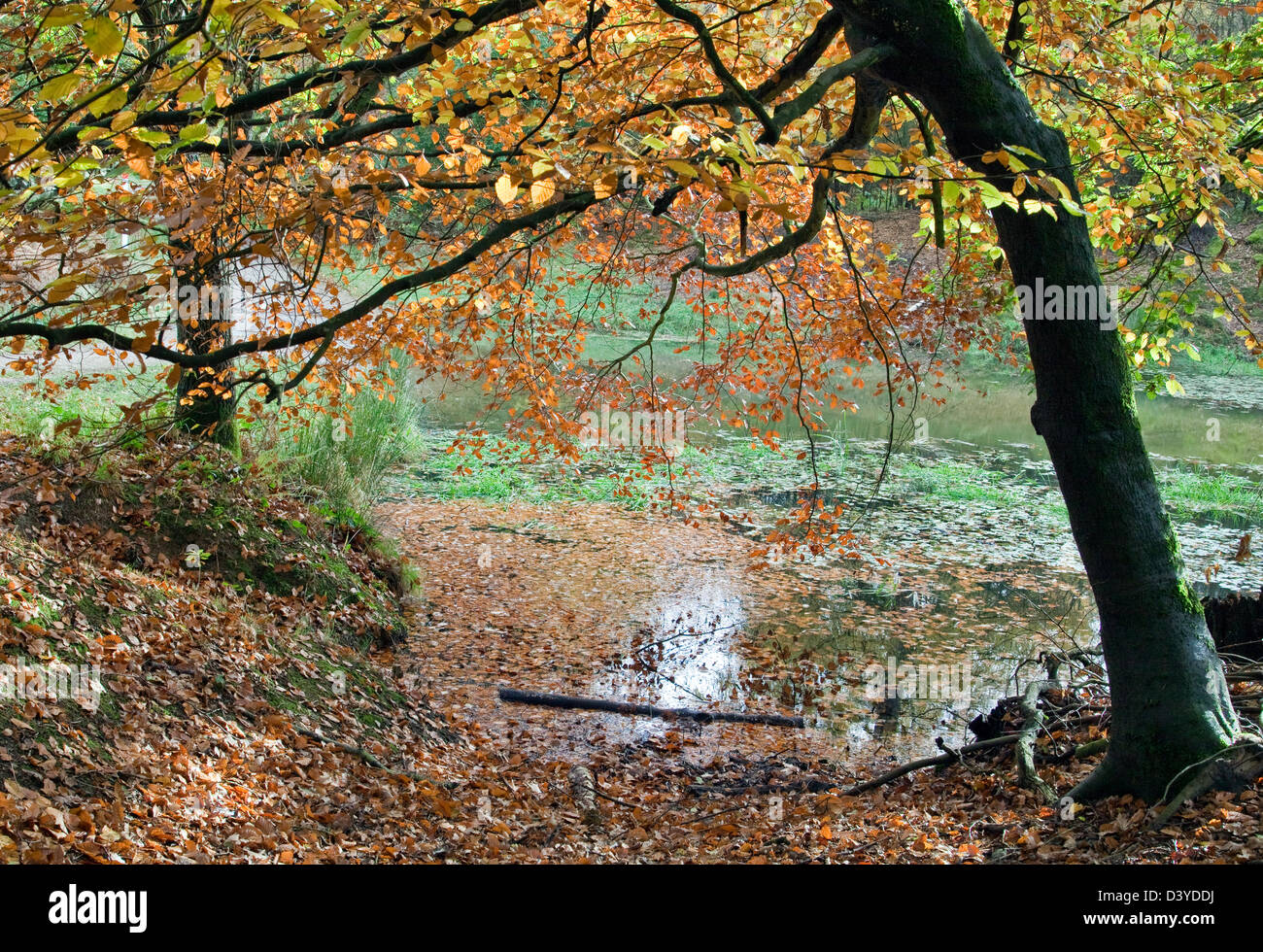 Atemberaubende herbstliche Farbtöne Tönungen und Farben von Beechy Baum auf Cannock Chase Gebiet von Außergewähnliche natürlicher Schönheit im Herbst Staffordsh Stockfoto