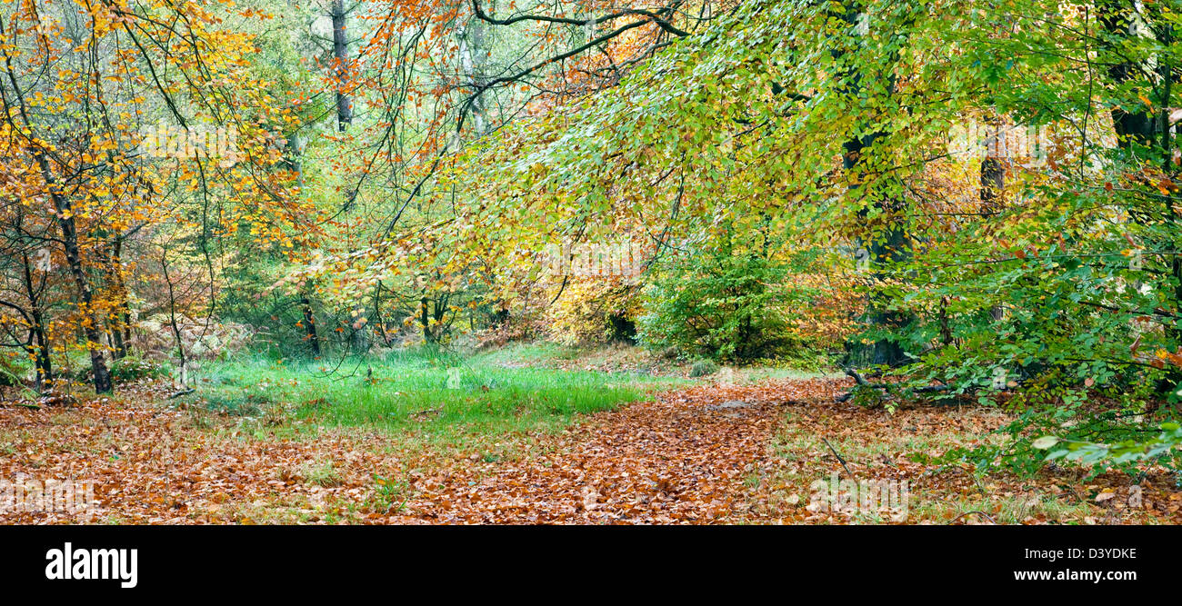 Atemberaubende herbstliche Farbtöne Tönungen und Farben von Waldgebiete und Wälder auf Cannock Chase Gebiet von Außergewähnliche natürlicher Schönheit im Herbst Stockfoto