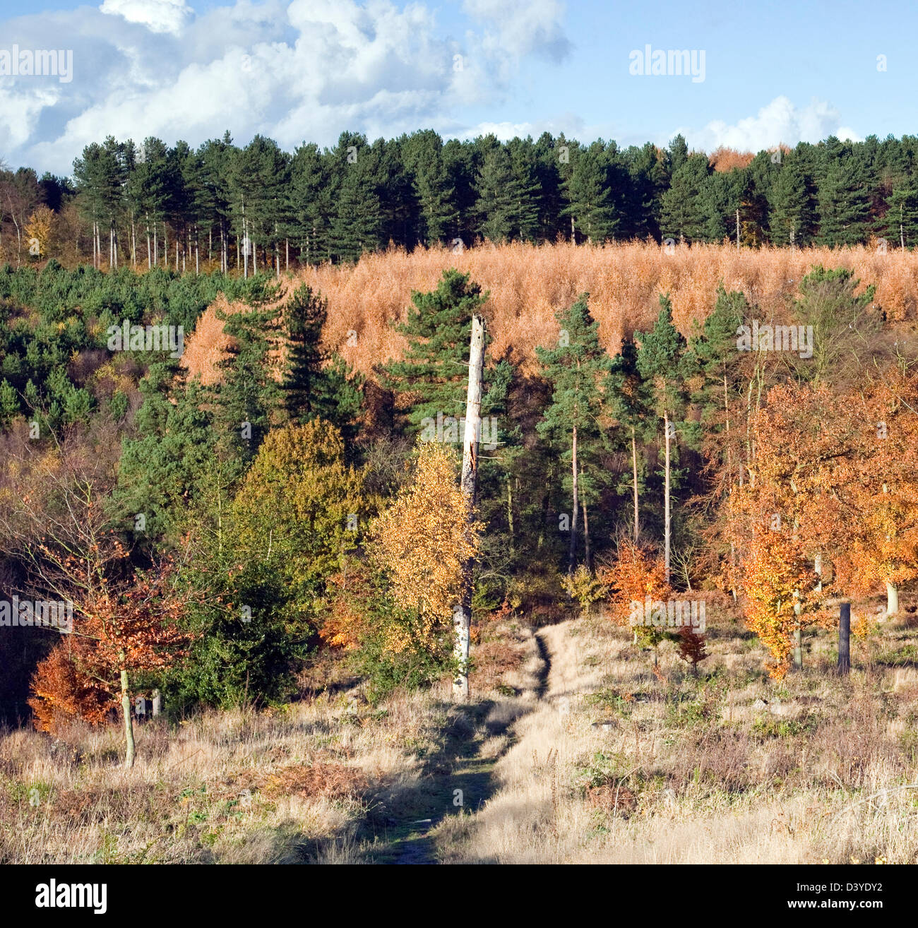 Wald Herbst Darstellung von atemberaubende saisonale Farbe oberen Longdon Cannock Chase Area of Außergewähnliche Natural Beauty in Staffo Stockfoto