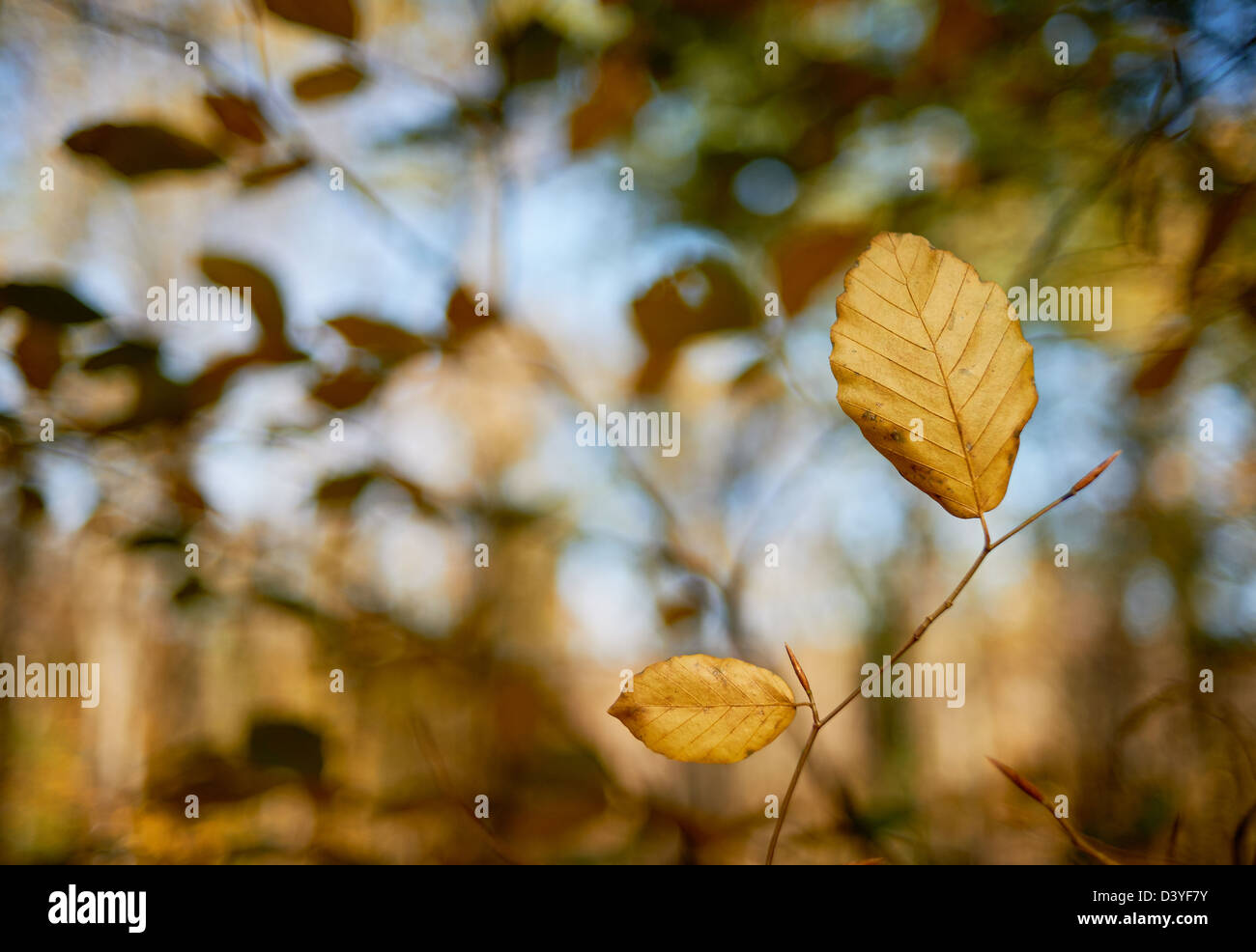 Schöner Herbst Blätter, Detail aus einem Buchenwald Stockfoto