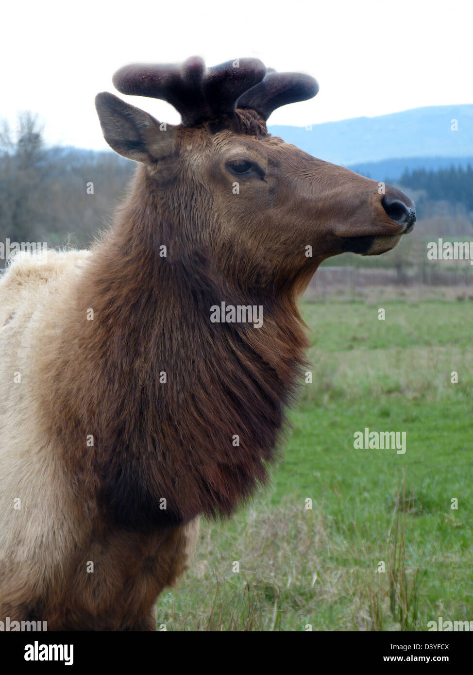 Nordamerikanische Elche (Cervus Elaphus). Stockfoto