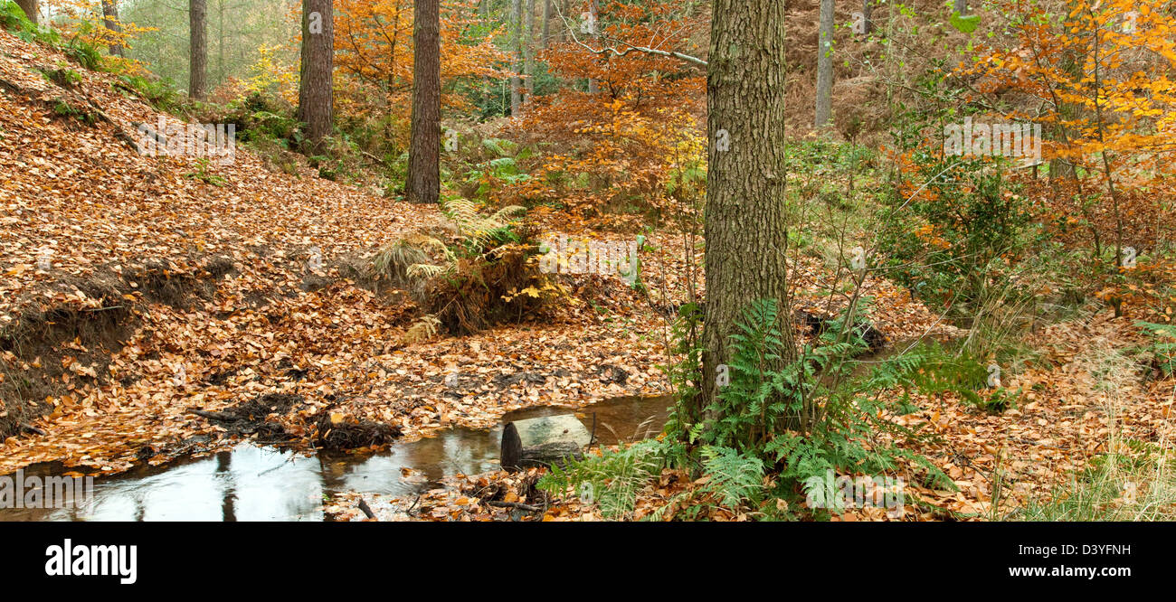 Waldgebiet mit saisonalen Farben im Herbst rund um Shropshire Brook, Shropshire Brook Covert, Cannock Chase Bereich der Außergewähnliche natürliche Stockfoto