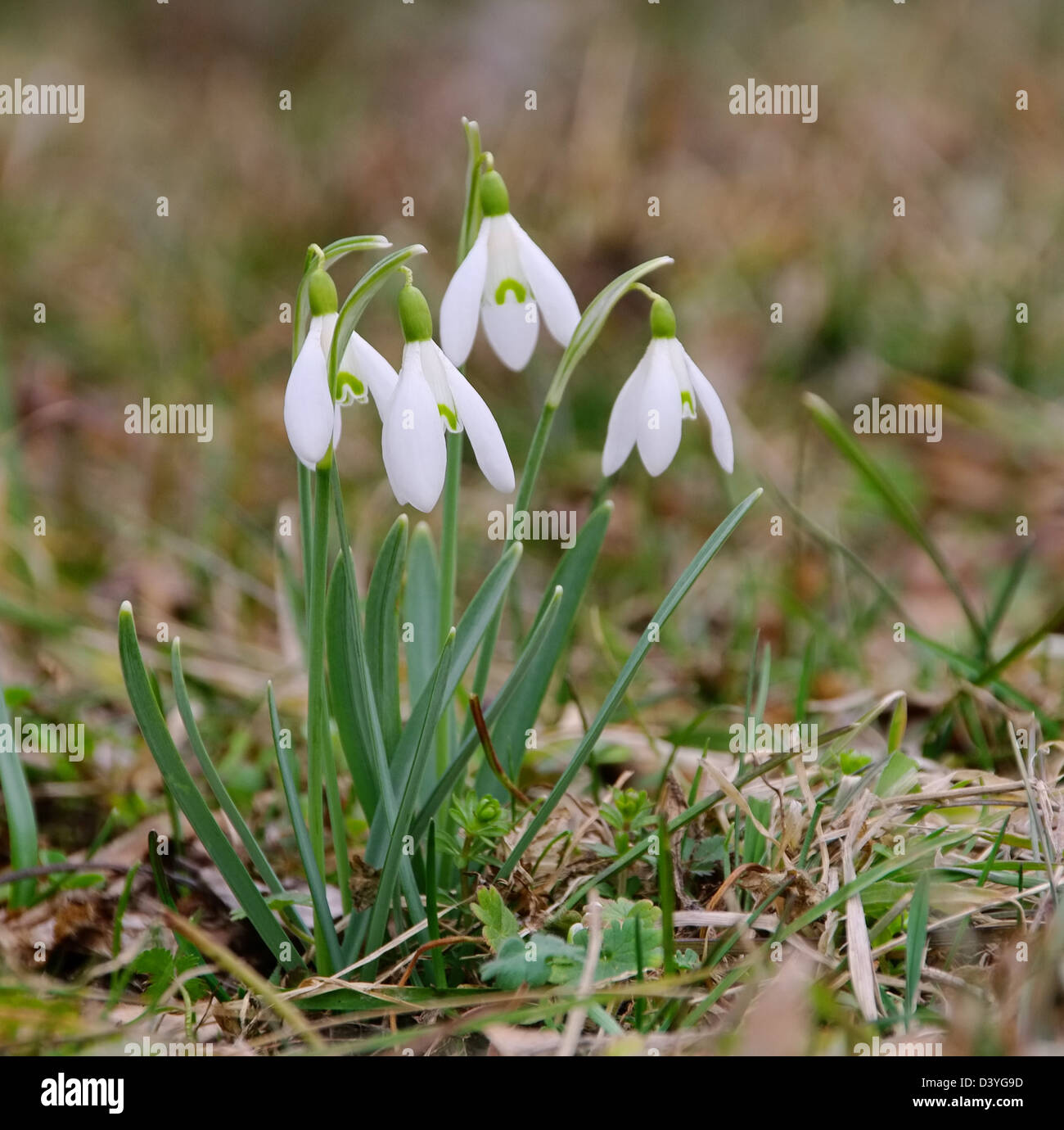 Schneeglöckchen - Schneeglöckchen 08 Stockfoto