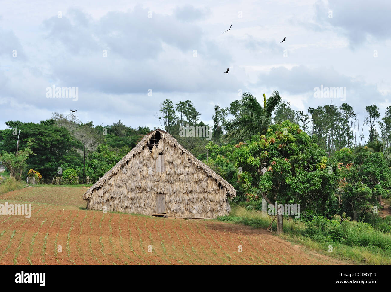 Traditionelle Architektur in einer Farm, Provinz Pinar Del Rio, Kuba Stockfoto