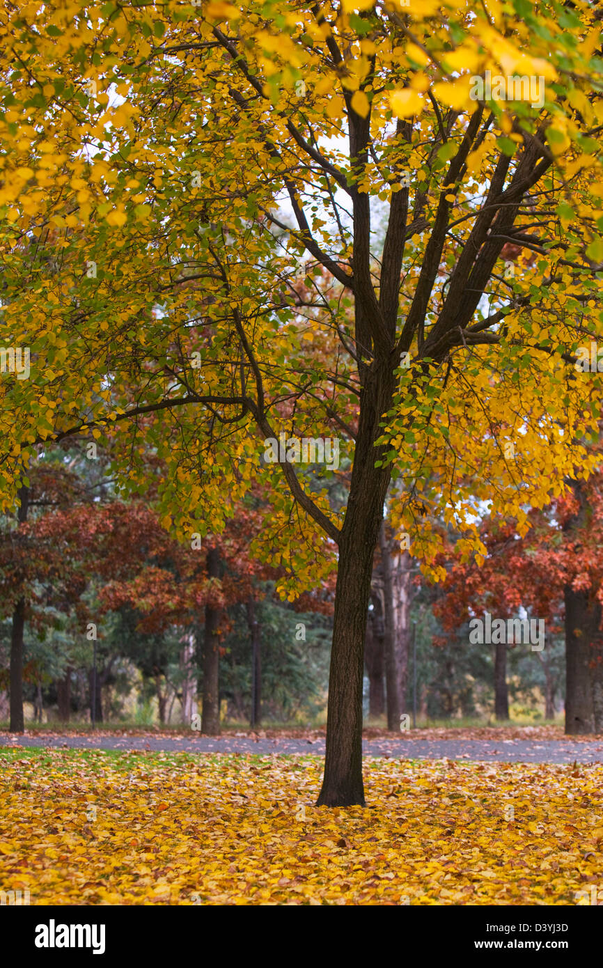 Blätter in Herbstfärbung. Yarralumla, Canberra, Australian Capital Territory (ACT), Australien Stockfoto