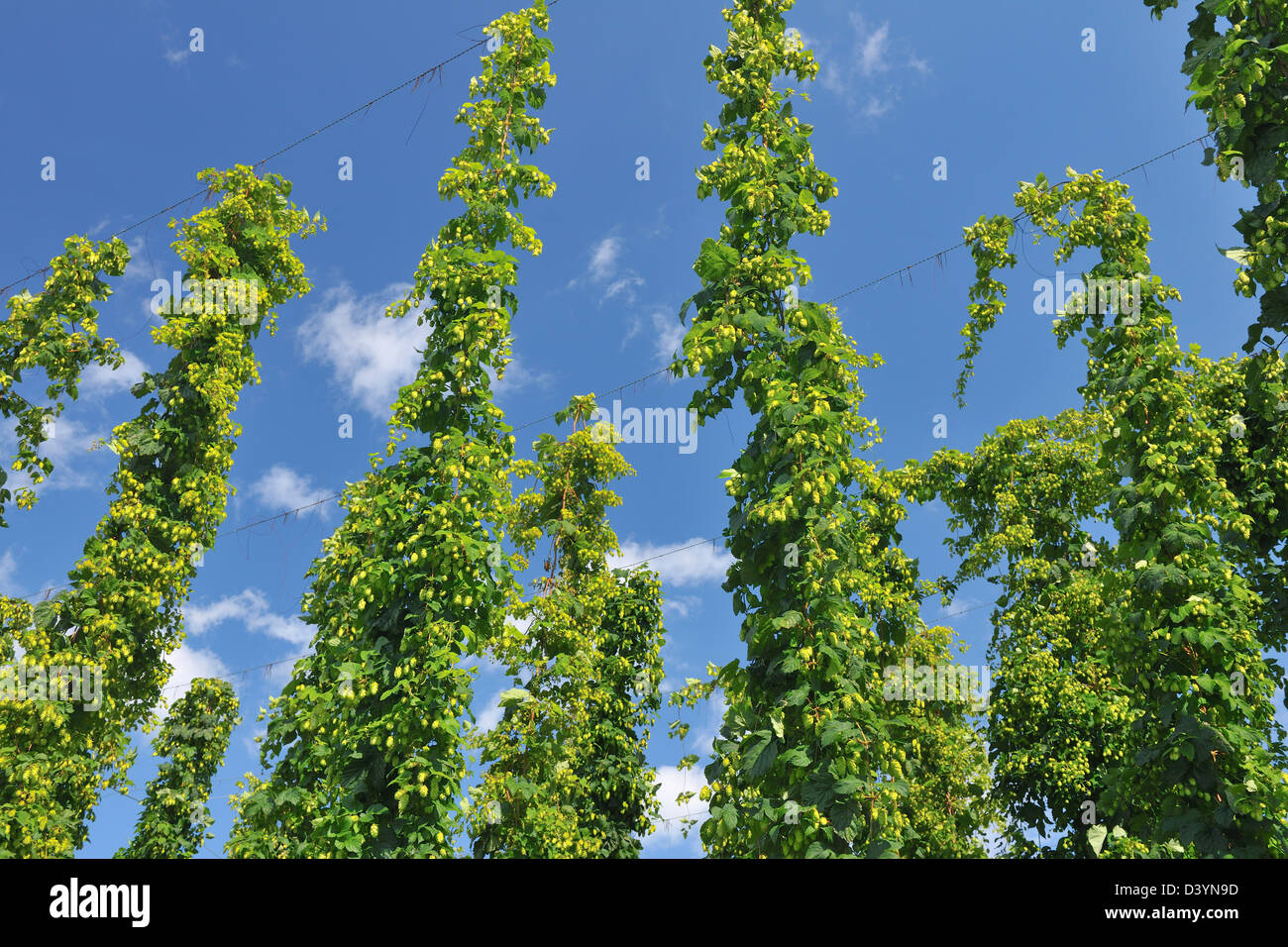 Humulus Lupulus wachsen auf Hop Plantage, Tettnang, Baden-Württemberg, Deutschland Stockfoto