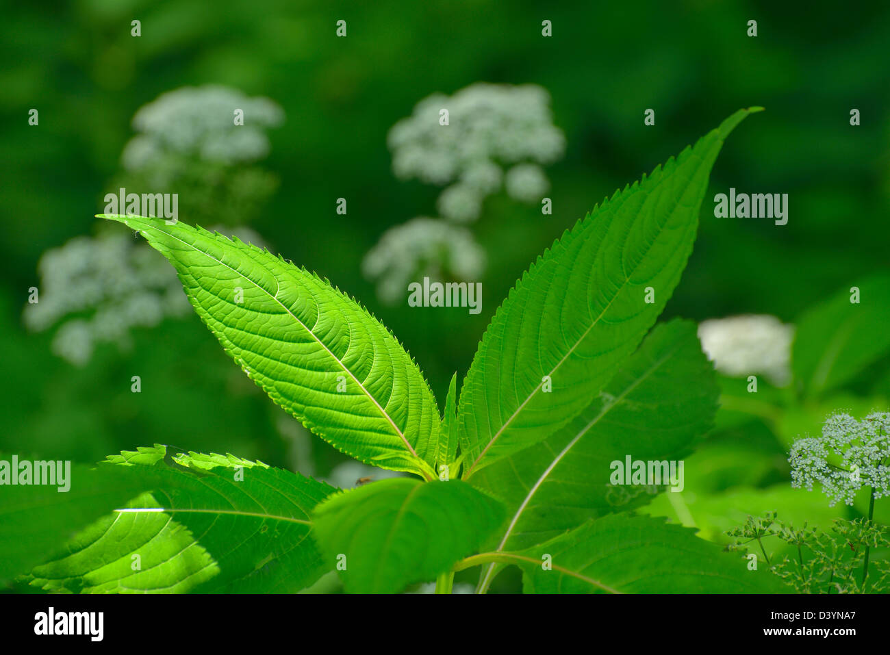 Drüsige Springkraut verlässt, Taubergiessen Nature Reserve, Kappel, Rust, Baden-Württemberg, Deutschland Stockfoto