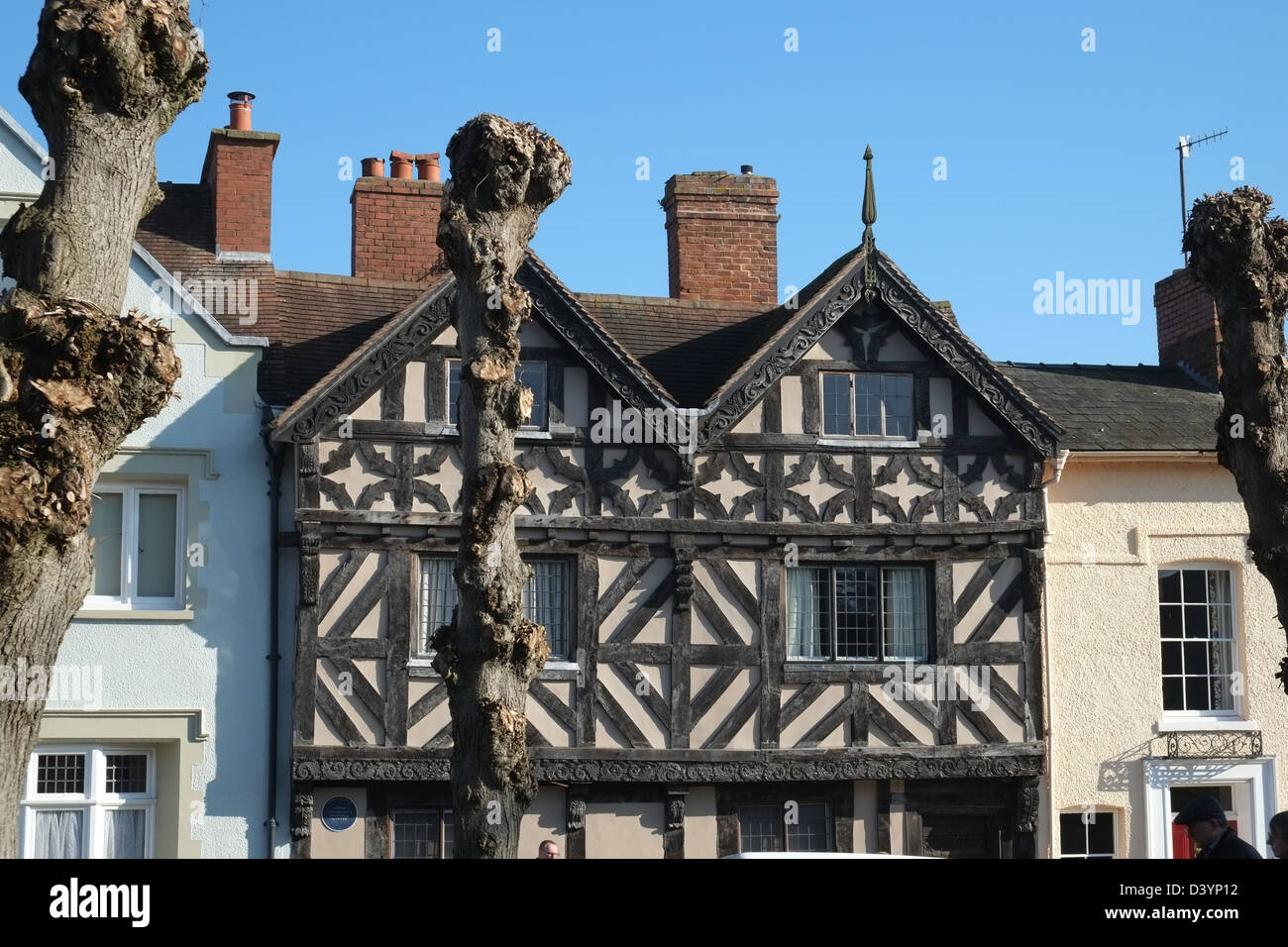 Pollarded Bäume & historisches Fachwerkhaus 2 Dinham, Ludlow, Shropshire, England. Grad 2 aufgeführt, neu in 1656 nach dem Brennen in Bürgerkrieg gebaut Stockfoto