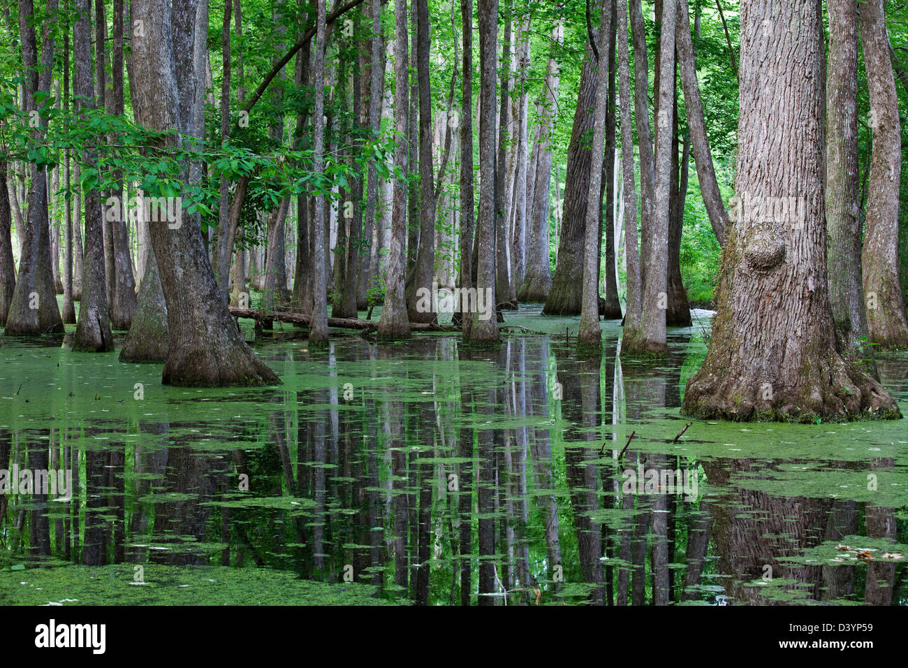 Cypress Swamp, Natchez Trace Parkway, Mississippi, Vereinigte Staaten Stockfoto