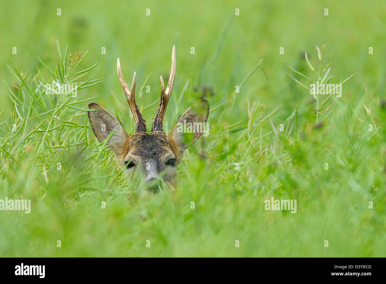 Europäische Roebuck, Hessen, Deutschland Stockfoto