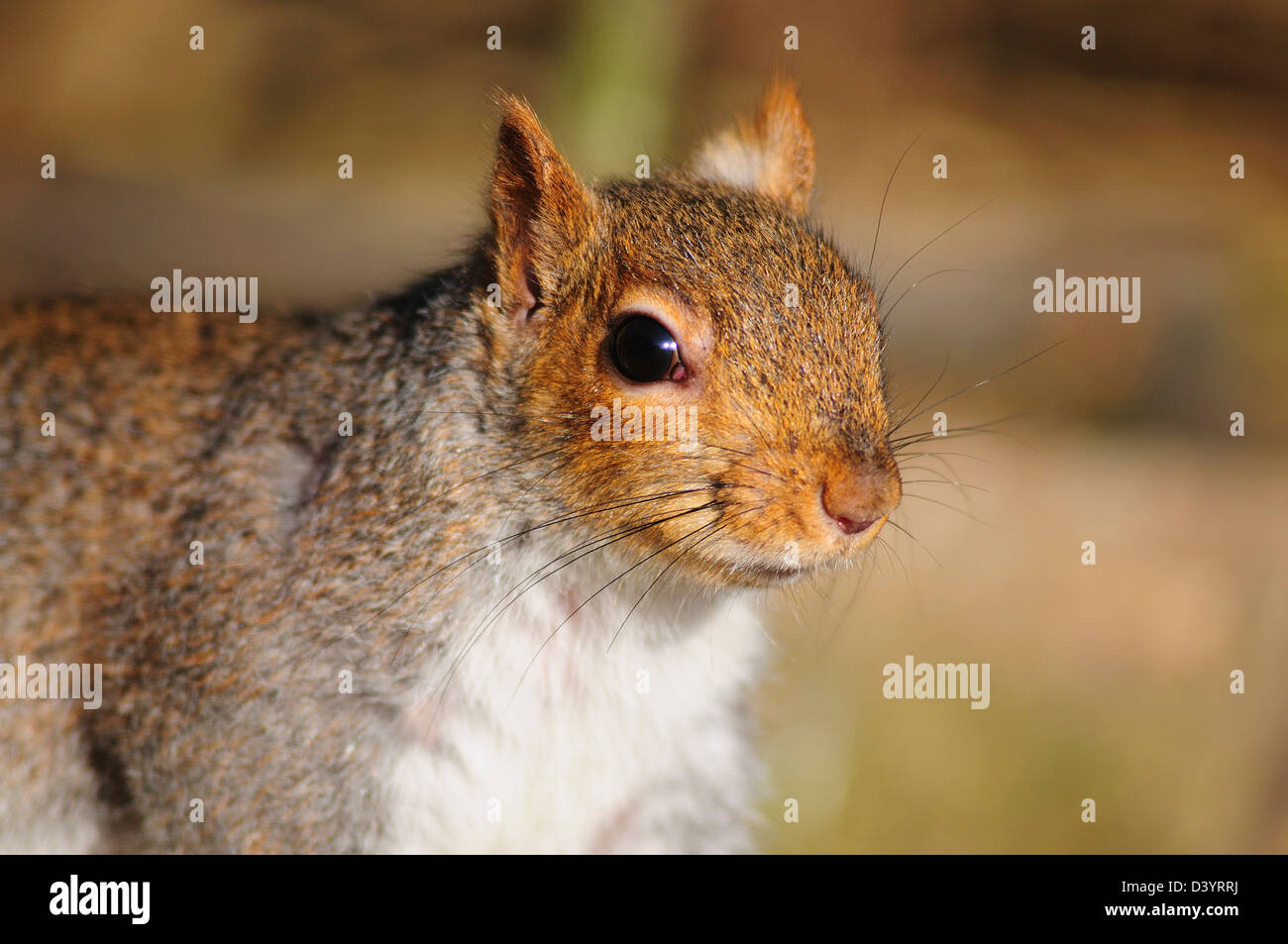 Der Kopf und die Schultern eines grauen Eichhörnchens Stockfoto