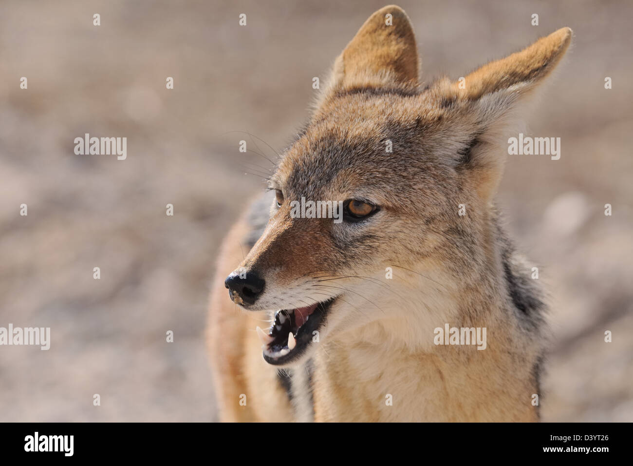 Black-backed Jackal (Canis mesomelas), junge Tier, headshot, Kgalagadi Transfrontier Park, Northern Cape, Südafrika, Afrika Stockfoto