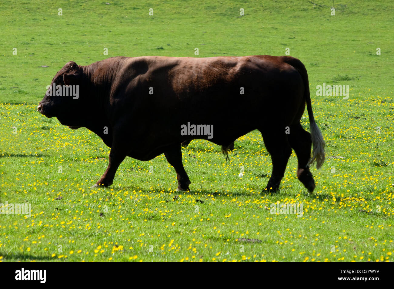 Devon Bull im Bereich Stockfoto