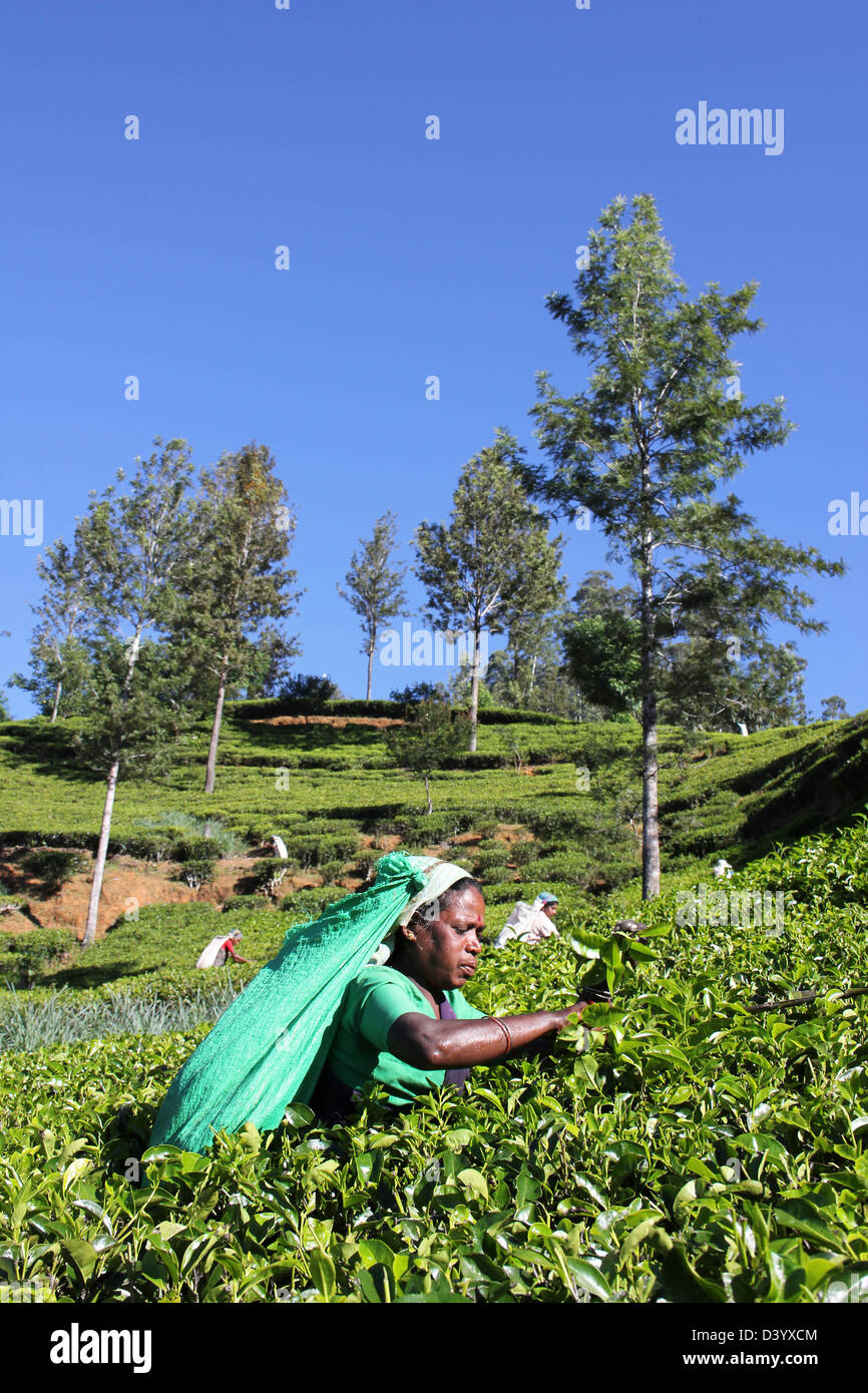 Teepflückerinnen In einer Sri Lanka Tee-Plantage Stockfoto