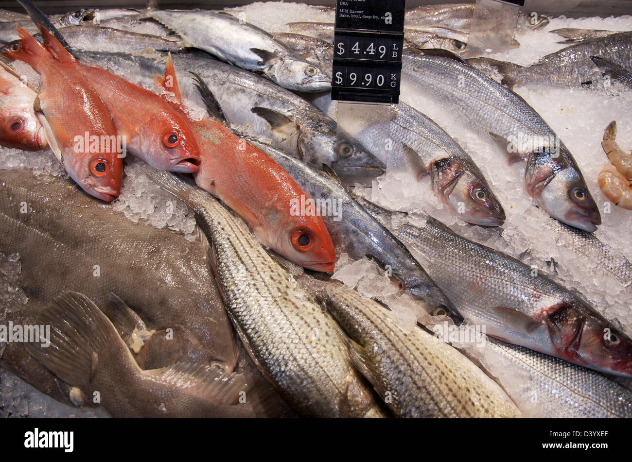 Vielzahl von Frischfisch auf Eis, St. Lawrence Market, Toronto, Ontario, Kanada Stockfoto