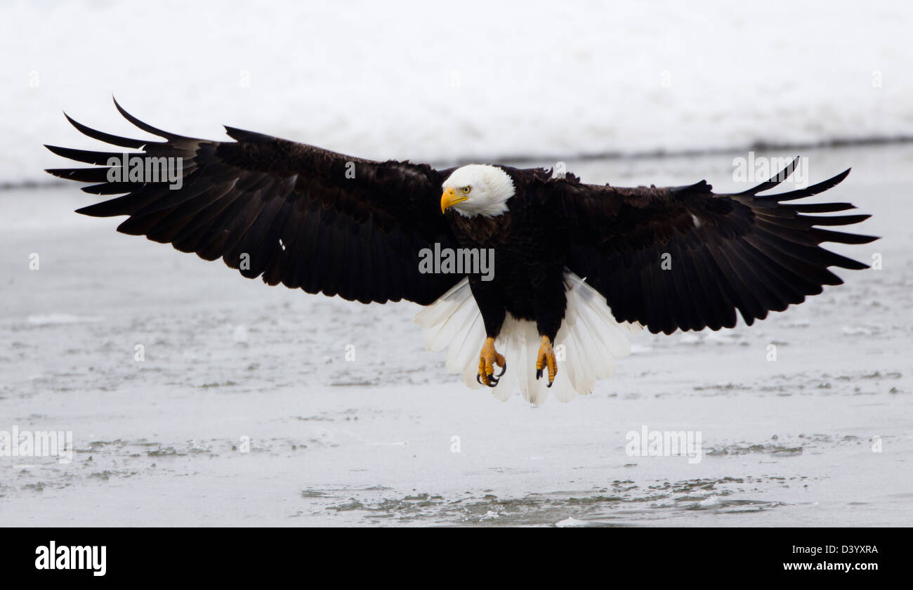 Adult Weißkopfseeadler Landung Stockfoto