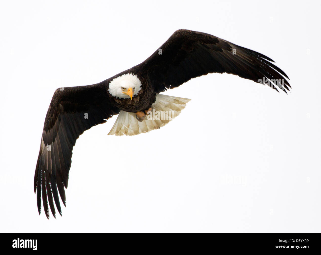 Erwachsener Weißkopfadler im Flug Stockfoto
