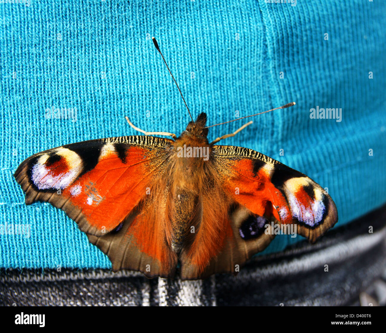 roten Tagpfauenauge auf blauen Pullover Stockfoto