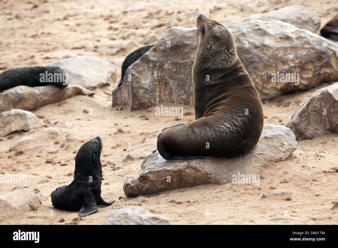 Braune Seebären (Arctocephalus percivali) weibliche und Welpen in Robbenkolonie Cape Cross Seal Reserve, Namibia, Südafrika Stockfoto