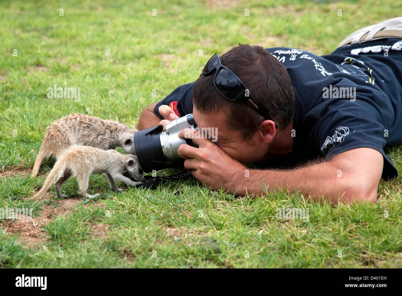 Touristen, die die Bilder von jungen Suricates / Erdmännchen (Suricata Suricatta) am Brandberg, Damaraland, Namibia, Südafrika Stockfoto