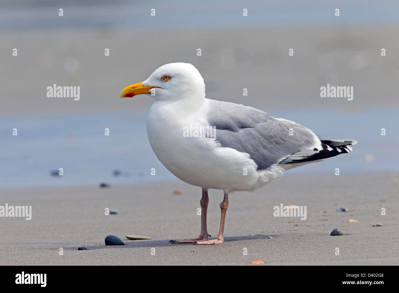 Europäische Silbermöwe (Larus Argentatus) am Strand entlang der Nordseeküste Stockfoto