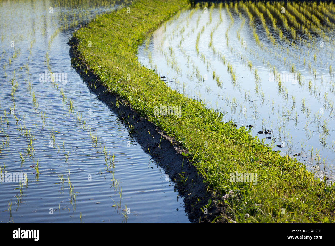 Detail der Reis Sämlinge wachsen in überfluteten Reisfeldern durch eine erhöhte grasbewachsenen Bank getrennt. Stockfoto