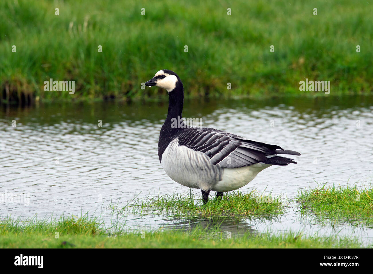 Weißwangengans (Branta Leucopsis) in Bach Stockfoto