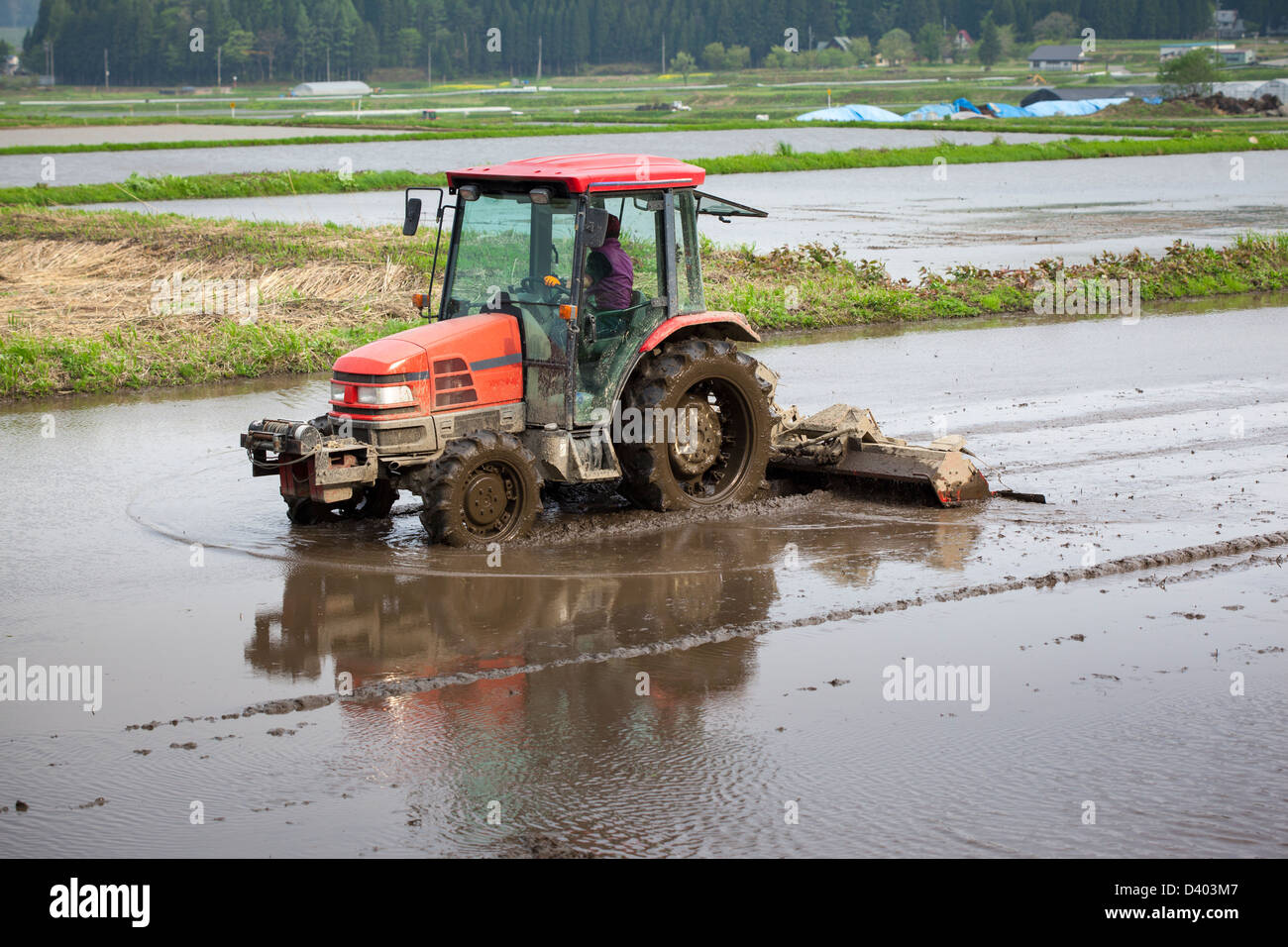 Ein Traktor, Pflanzung von Reis Sämlinge einer überfluteten Reisfeld vorbereiten. Stockfoto