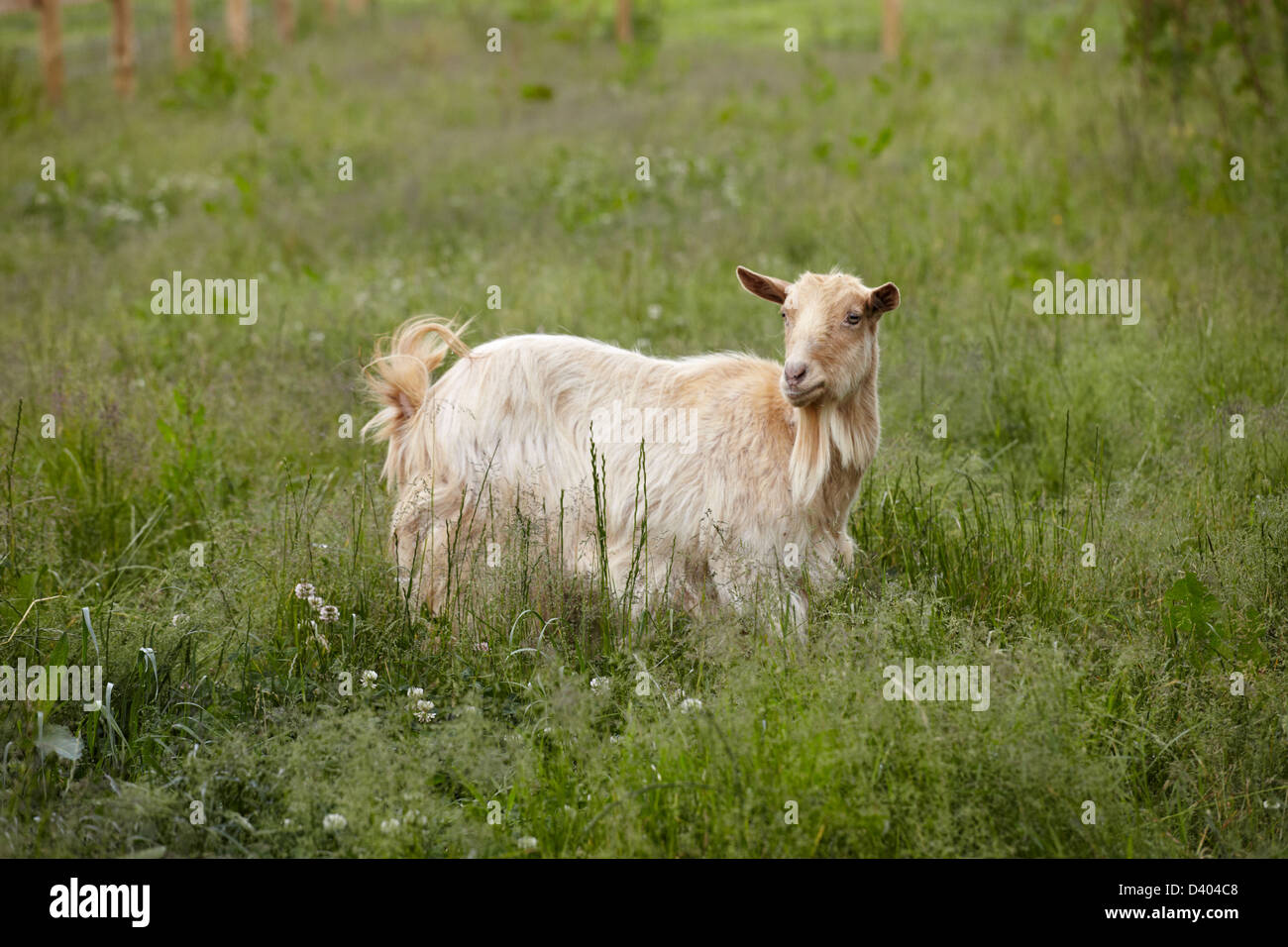 Einer einzigen Ziege auf einer grünen Weide. Stockfoto