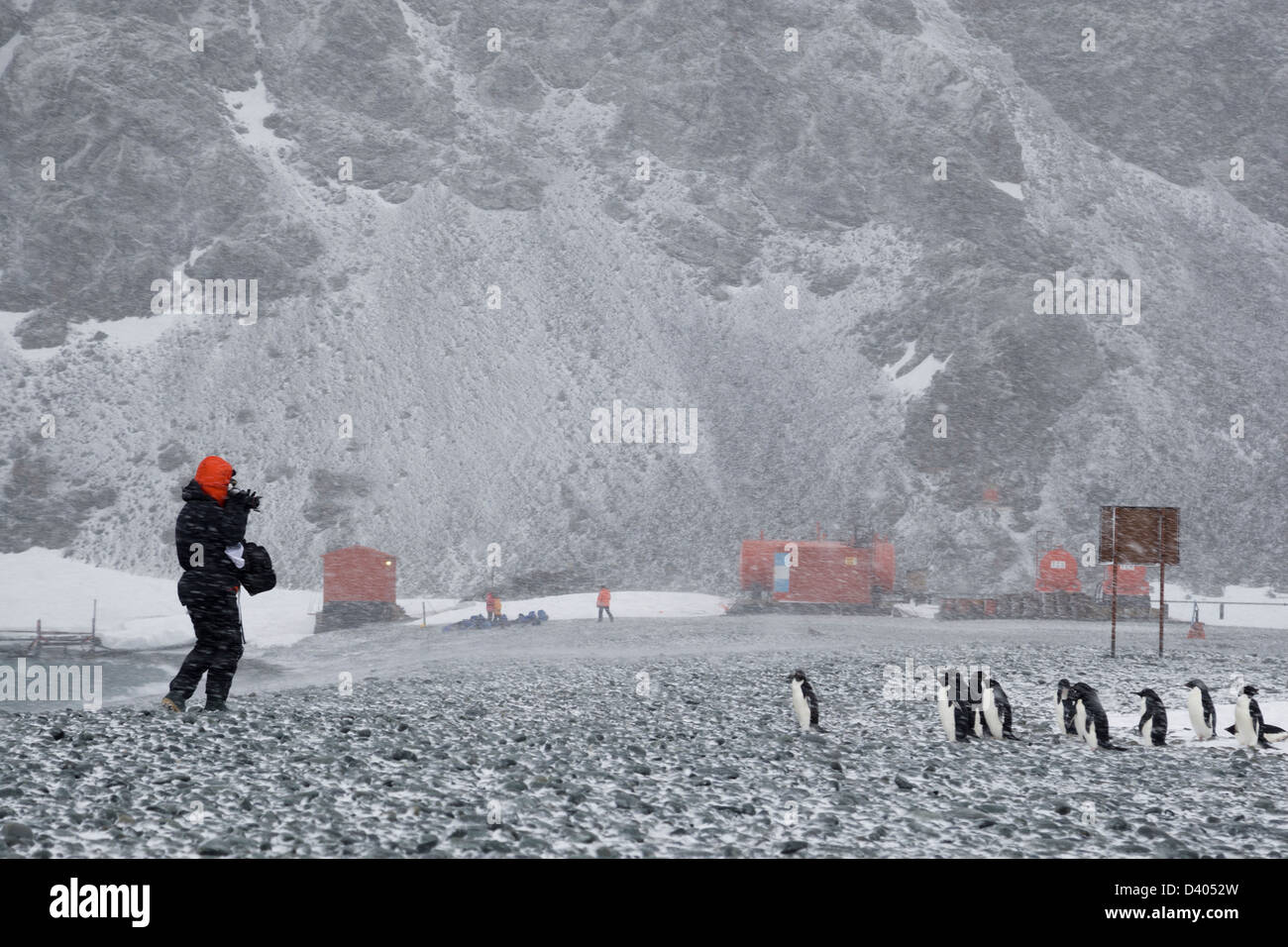 Fotografen arbeiten mit der Kamera kämpft Wind und Schnee zu fotografieren Kinnriemen Pinguine bei Blizzard auf felsigen Strand der Antarctic base Antarktis Stockfoto