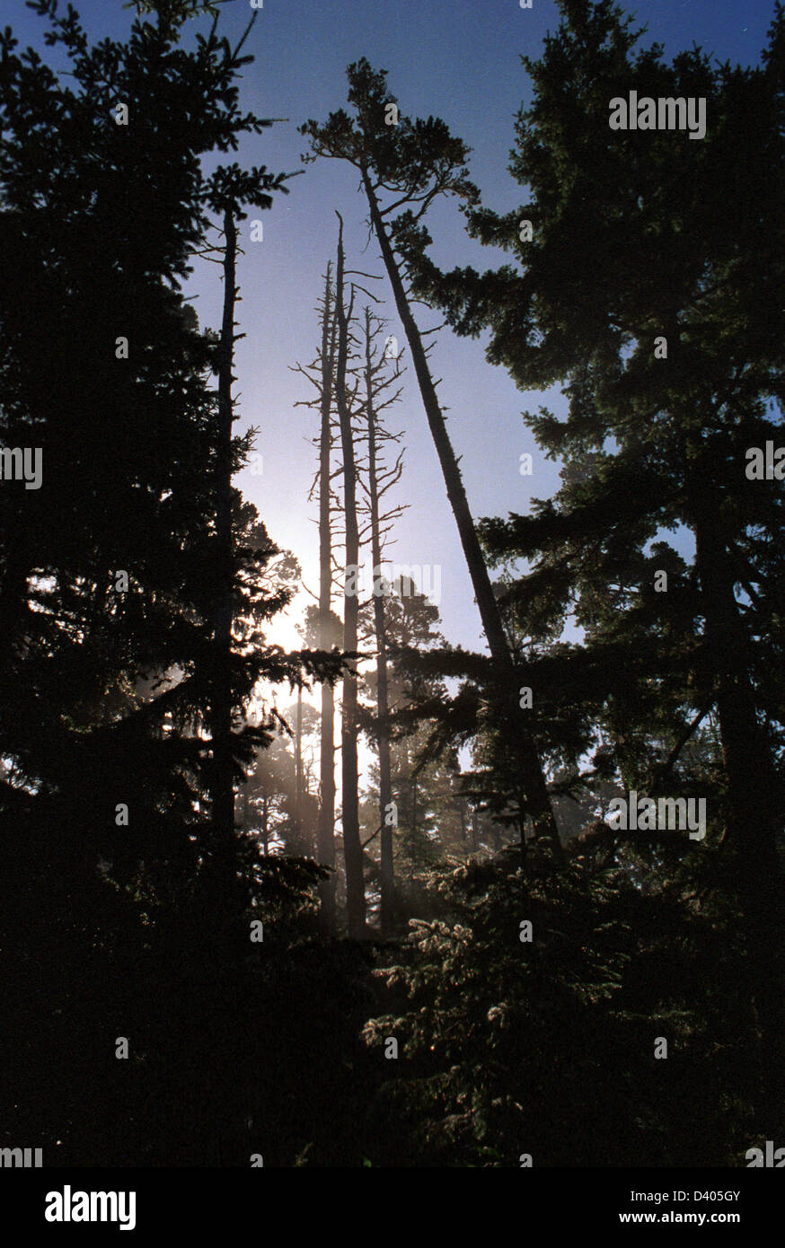 Douglas-Tannenbäume mit Sonnenlicht durch Oregon Wald, Wald, Wald, Wald-Skyline, Pacific Northwest shinning, Stockfoto