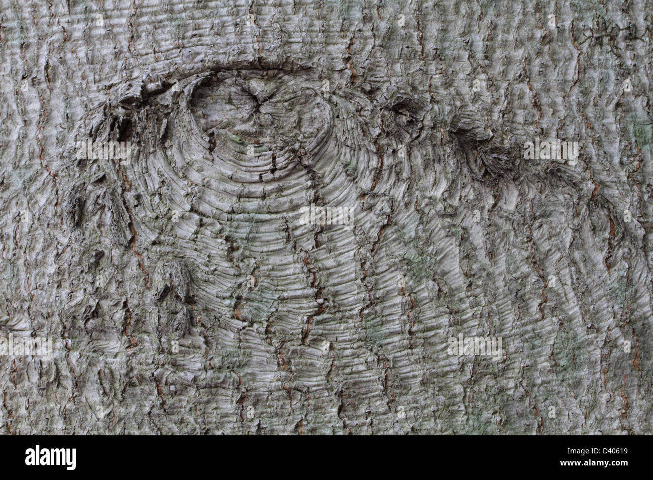 Ein Zweig Narbe in der Rinde eine amerikanische Buche, Fagus Grandifolia. Stockfoto