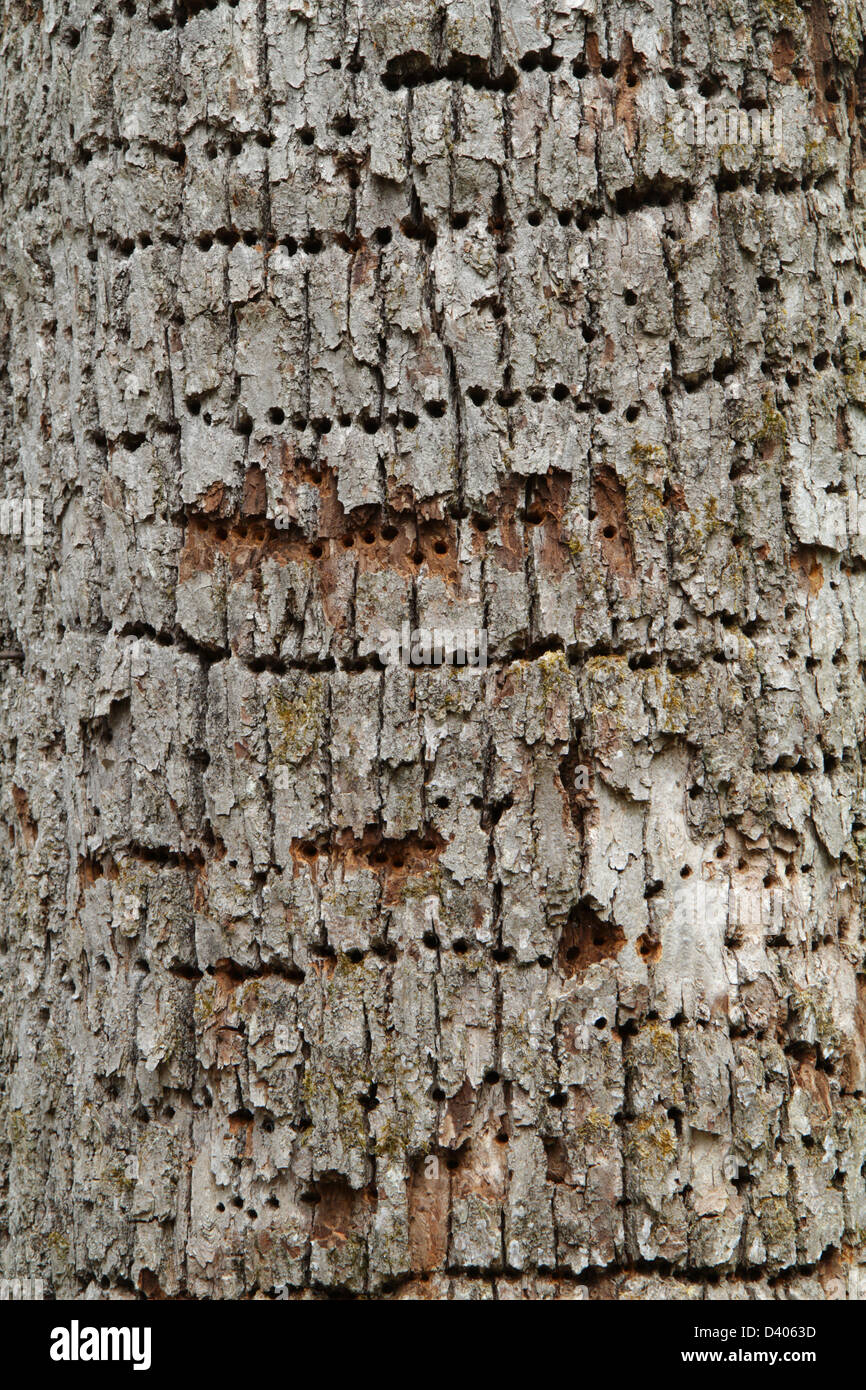 Bohrungen in einem Baum von einer Südgrenze im (Sphyrapicus Varius). Stockfoto