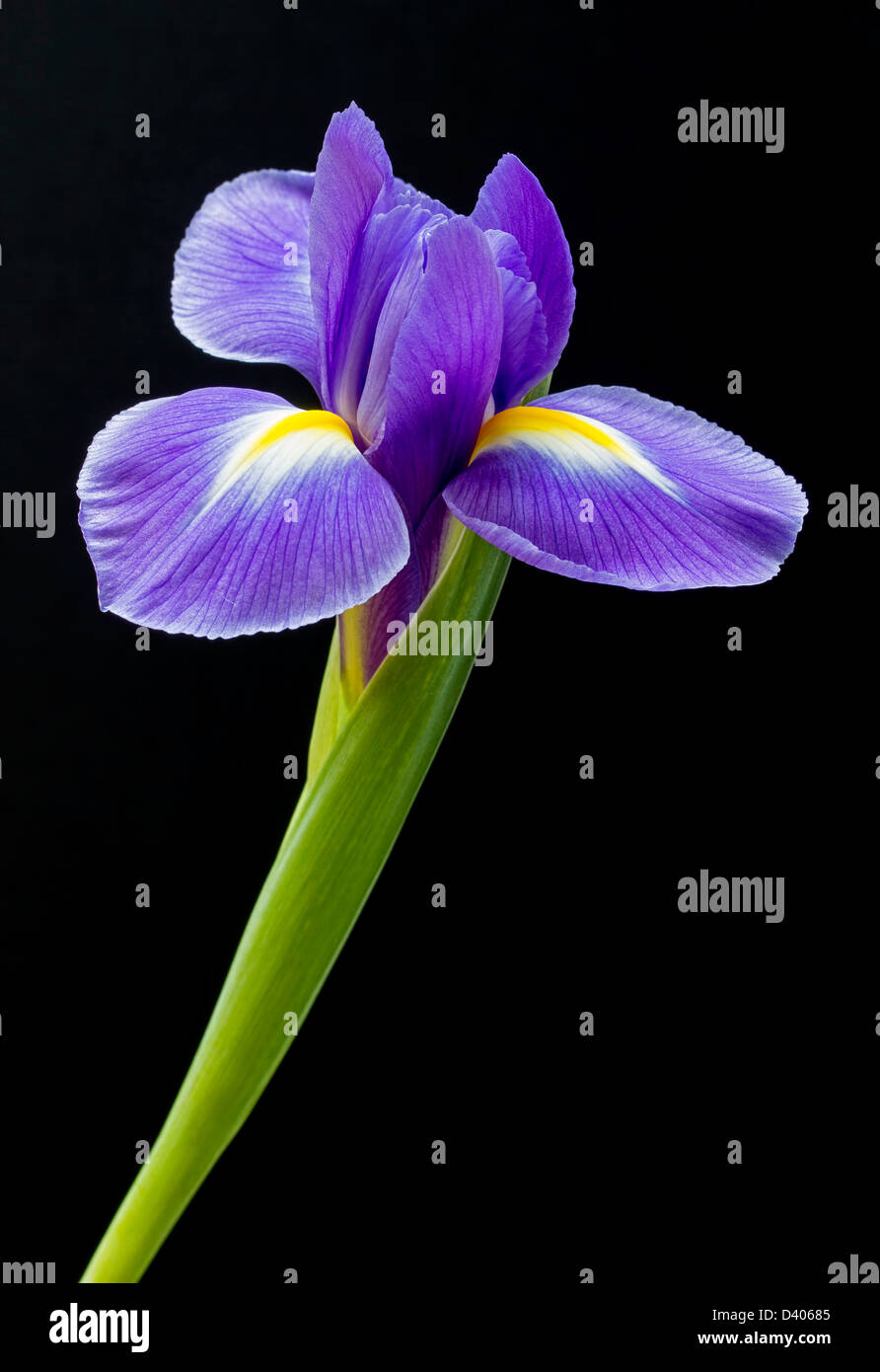Violette Iris Blume auf schwarzem Hintergrund Stockfoto
