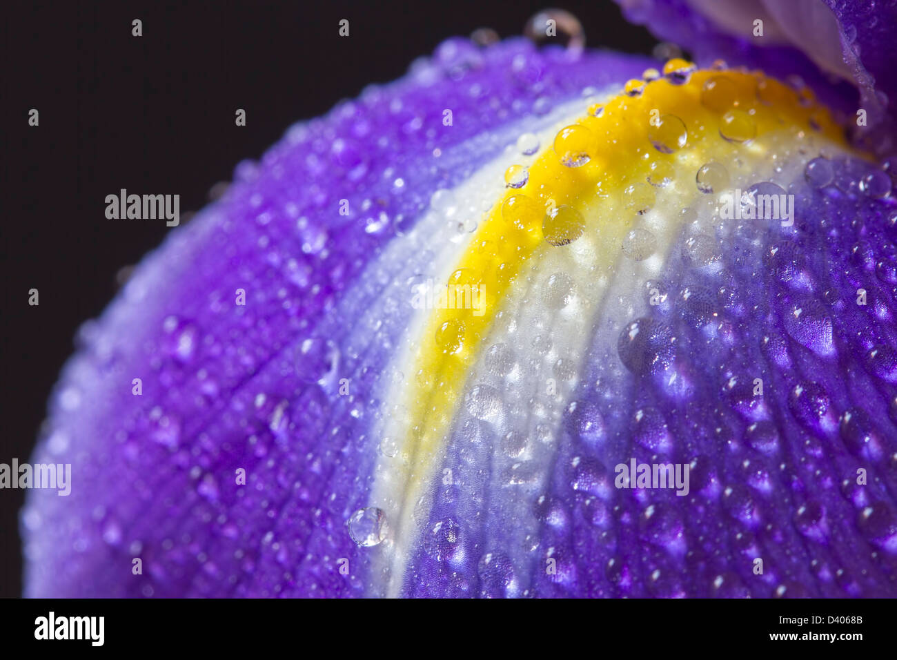Schließen Sie herauf Bild der violette Iris Blüte mit Wassertropfen Stockfoto