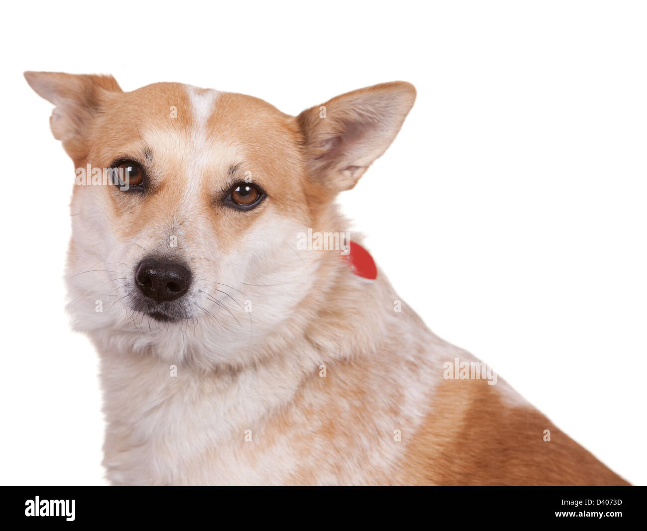 Erwachsener Hund auf weißem Hintergrund mit Kragen und tags Stockfoto