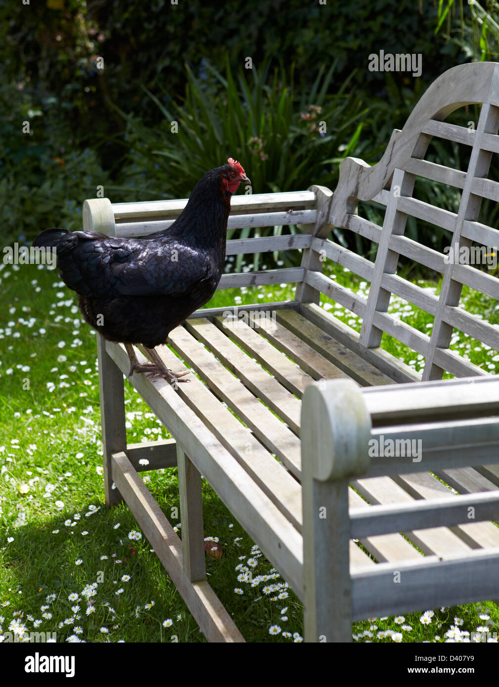 Eine schwarze Henne stehen auf einer Holzbank in einem englischen Landhaus-Garten. Stockfoto