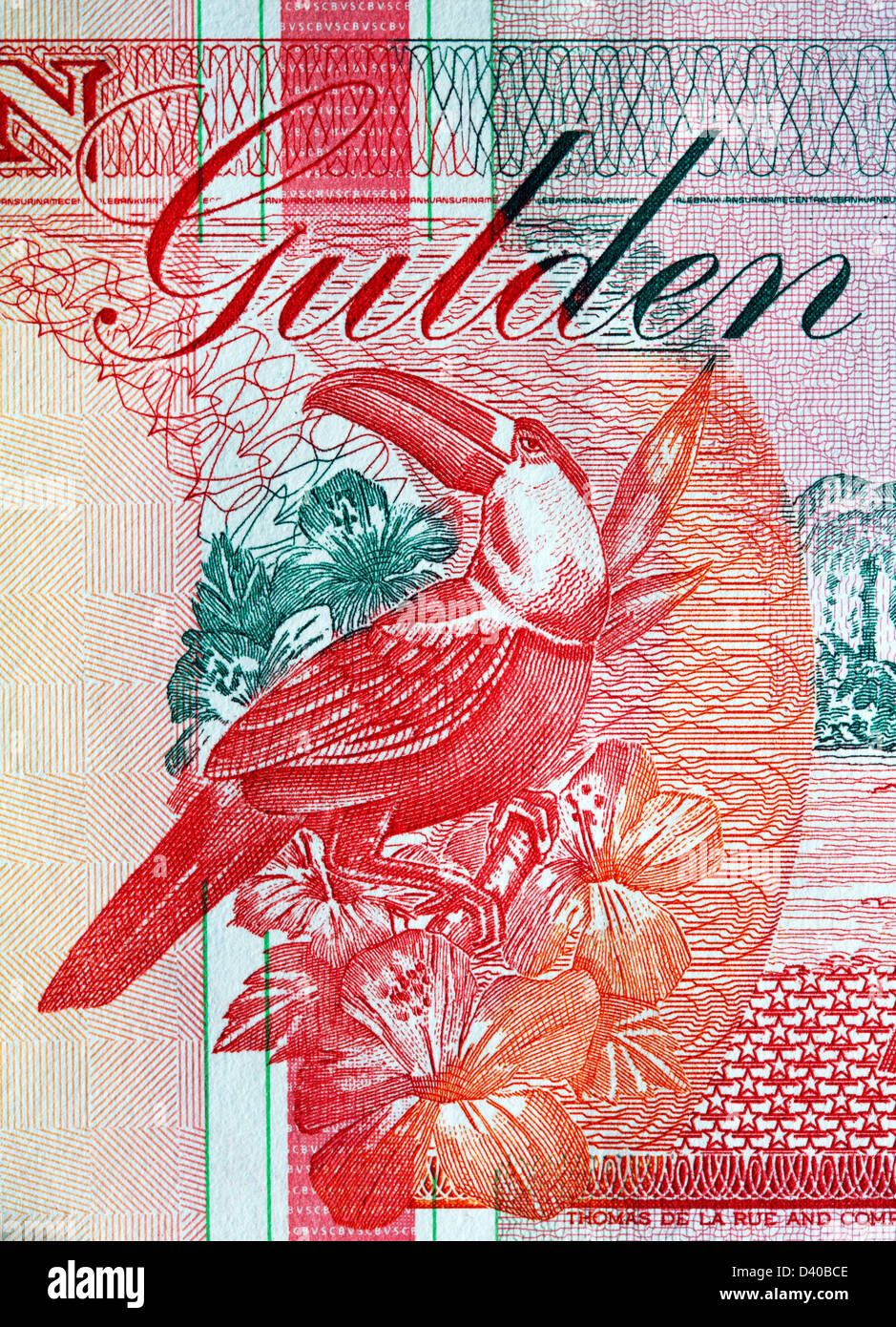 Toucan von 10 Gulden Banknote, Suriname, 1998 Stockfoto