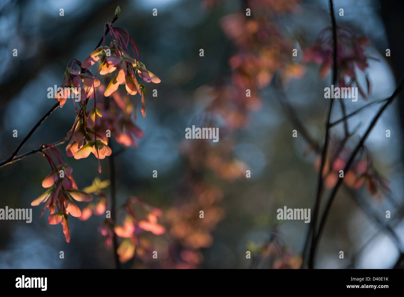 Farbenprächtiger roter Ahorn (Acer rubrum) samaras (geflügelte Samen), die am späten Nachmittag bei strahlendem Sonnenlicht in Atlanta, Georgia, glühten. Stockfoto