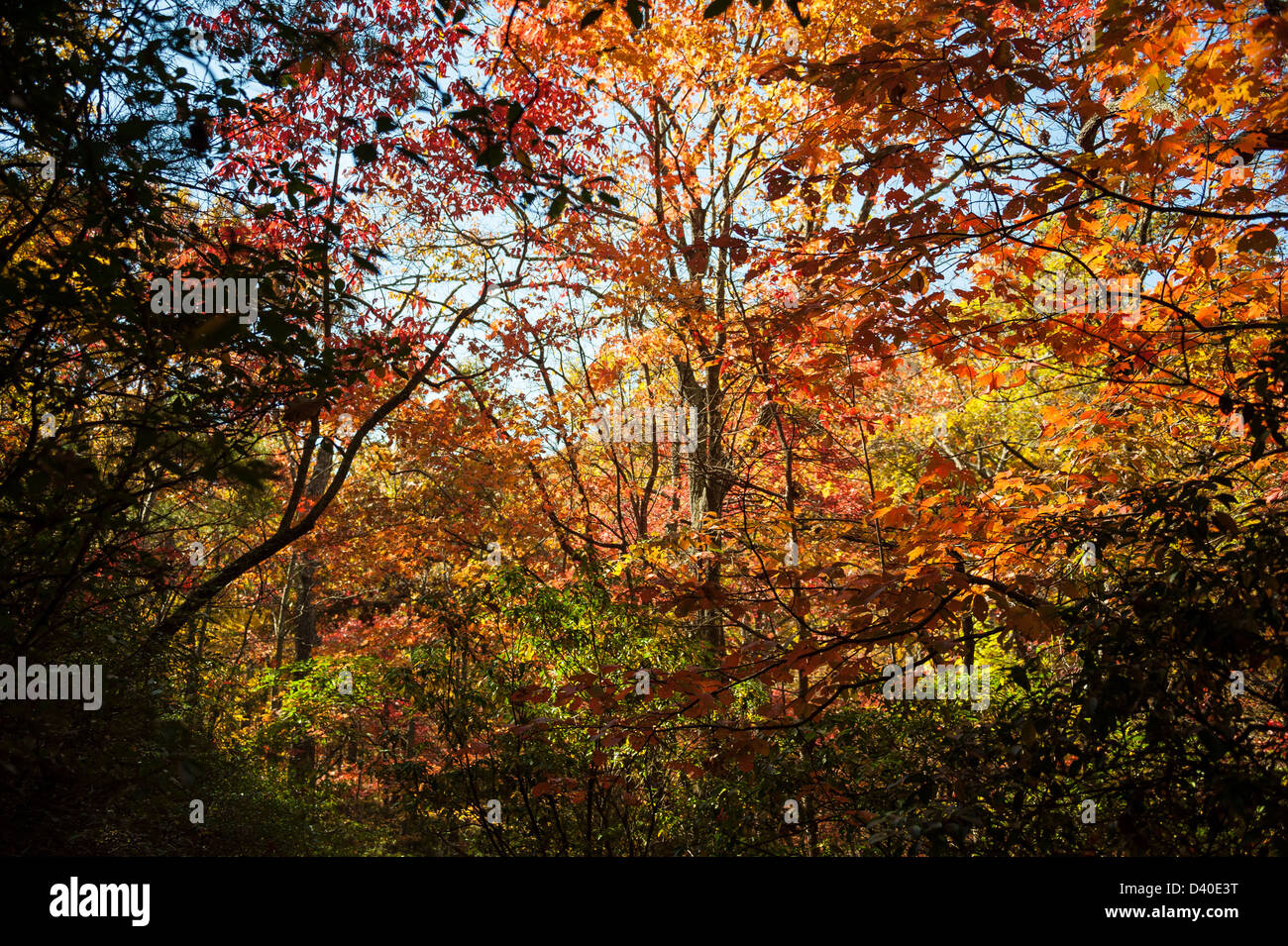 Farben des Herbstes auf dem brillanten Display in Georgia Mountains nördlich von Atlanta, USA. Stockfoto