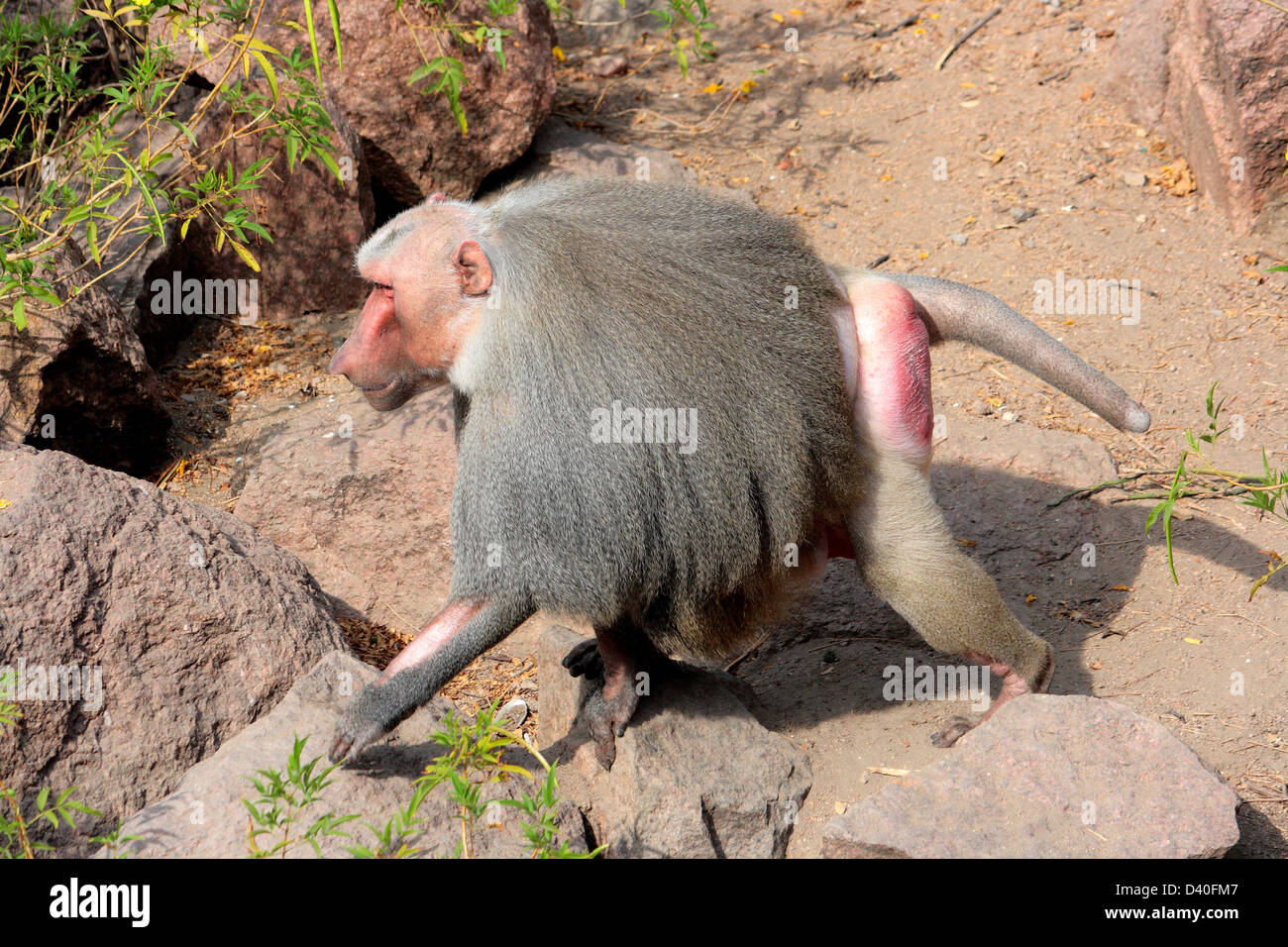 Hamadryas Pavian (Papio Hamadryas) Stockfoto