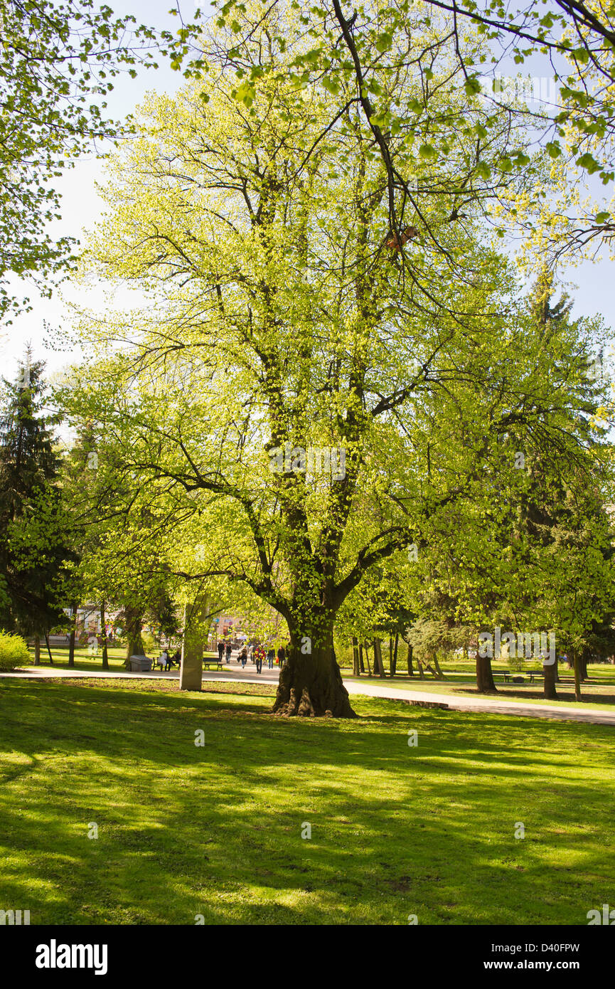 Schöne sonnige Wetter in einem großen schönen park Stockfoto