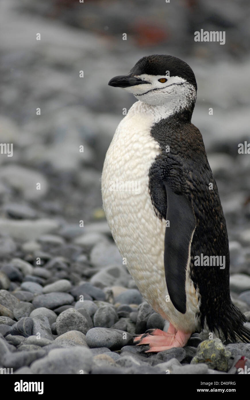Ein Kinnriemen Pinguin auf Half Moon-Insel in der Süd-Shetland-Inseln der Antarktis Stockfoto