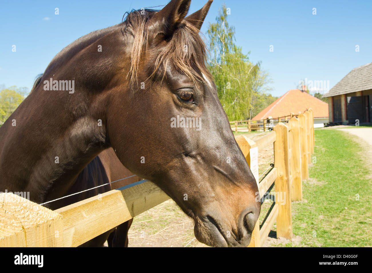 Schöne und starke Pferd wird auf einem Bauernhof gestreift Stockfoto