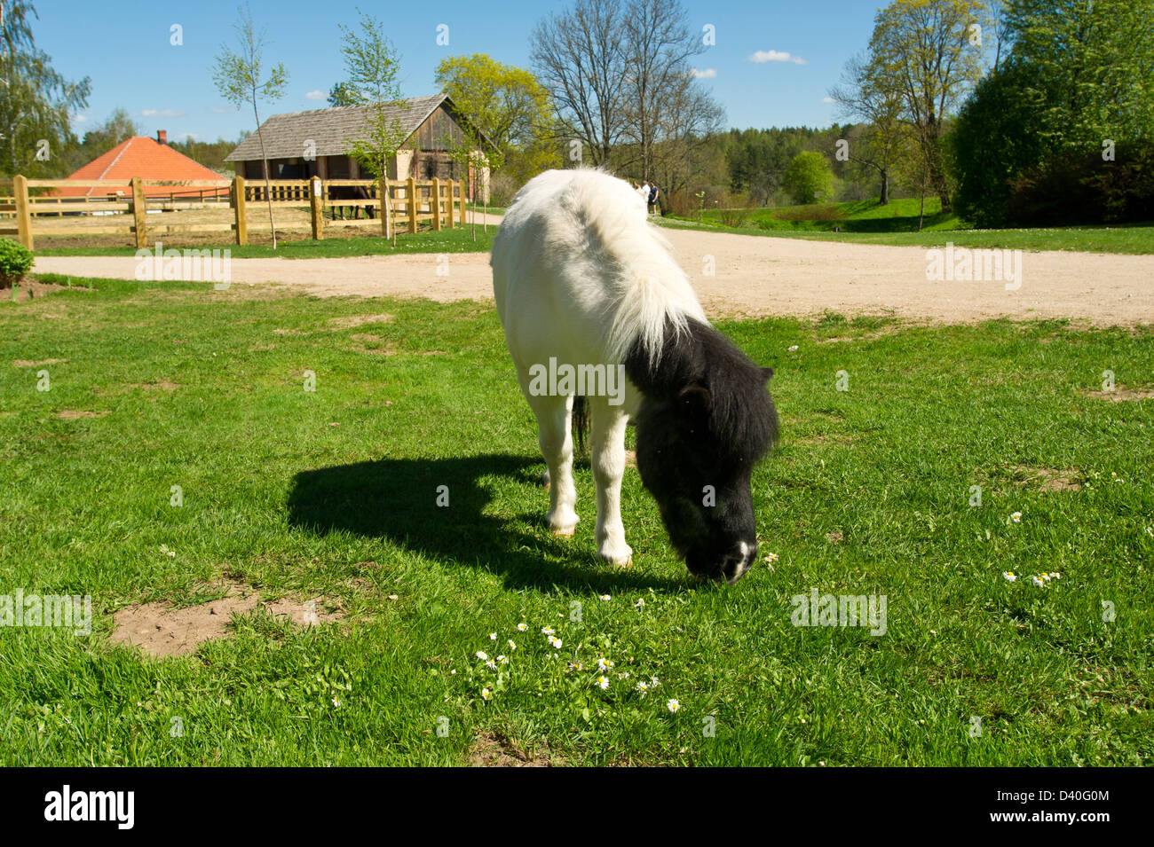 Schön ein Pony wird auf einer Wiese in der Nähe von einem Bauernhof gestreift Stockfoto