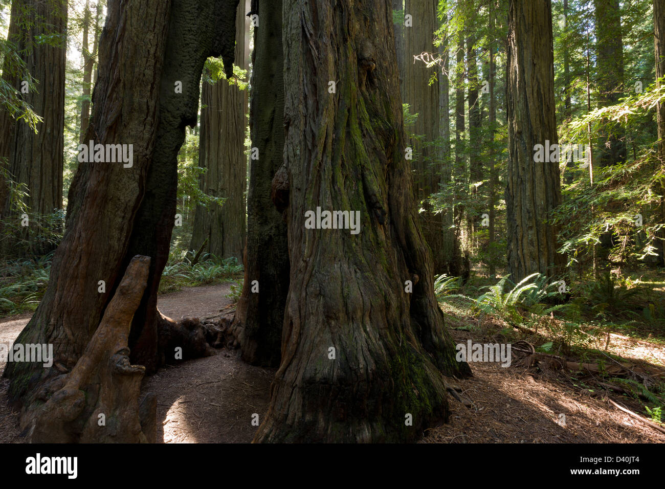 Alte hohl teilweise Coast Redwood (Sequoia Sempervirens) in Gründer Grove, Humboldt Redwoods State Park, Kalifornien, USA Stockfoto