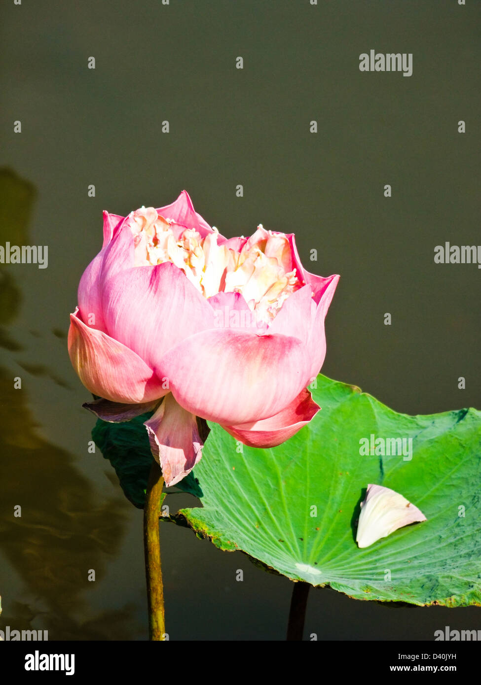 Lotus in der sonne Fotos und Bildmaterial in hoher Auflösung Alamy